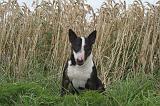 BULL TERRIER MINIATURE 024
